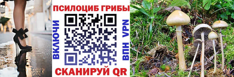 Галлюциногенные грибы Psilocybe  Купить где  Кинель 